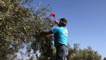 « Qui va récolter nos olives ? » : l’Europe face aux dilemmes de l’effondrement de sa population active