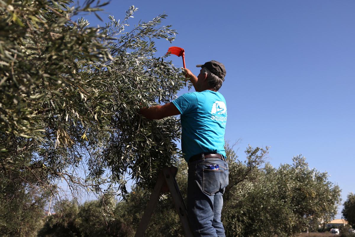 « Qui va récolter nos olives ? » : l’Europe face aux dilemmes de l’effondrement de sa population active