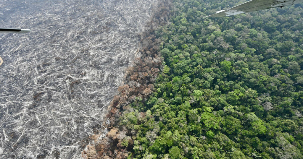 Amazonie brésilienne : le rythme de la déforestation à son plus bas niveau depuis neuf ans