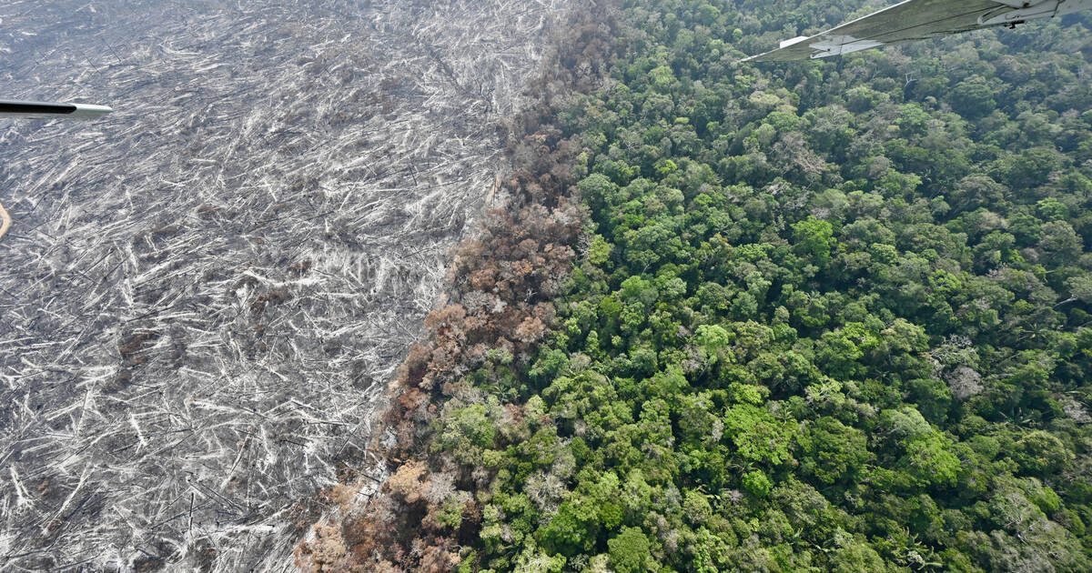 Amazonie brésilienne : le rythme de la déforestation à son plus bas niveau depuis neuf ans