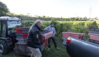 Vendanges 2024  : la production viticole attendue en recul de 23 % en raison des conditions météorologiques