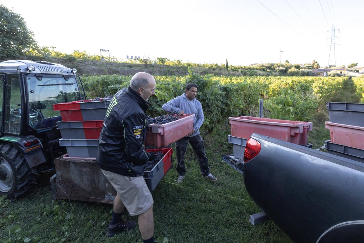 Vendanges 2024  : la production viticole attendue en recul de 23 % en raison des conditions météorologiques