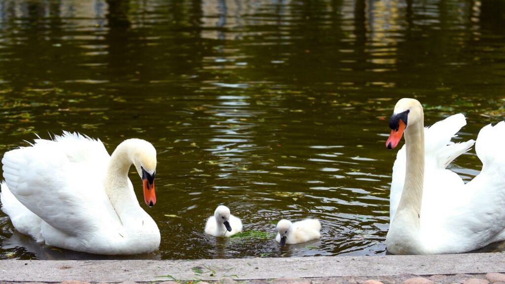 La ville de Clermont-Ferrand porte plainte après la disparition d’un couple de cygnes