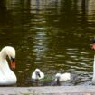 La ville de Clermont-Ferrand porte plainte après la disparition d’un couple de cygnes