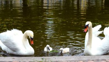 La ville de Clermont-Ferrand porte plainte après la disparition d’un couple de cygnes