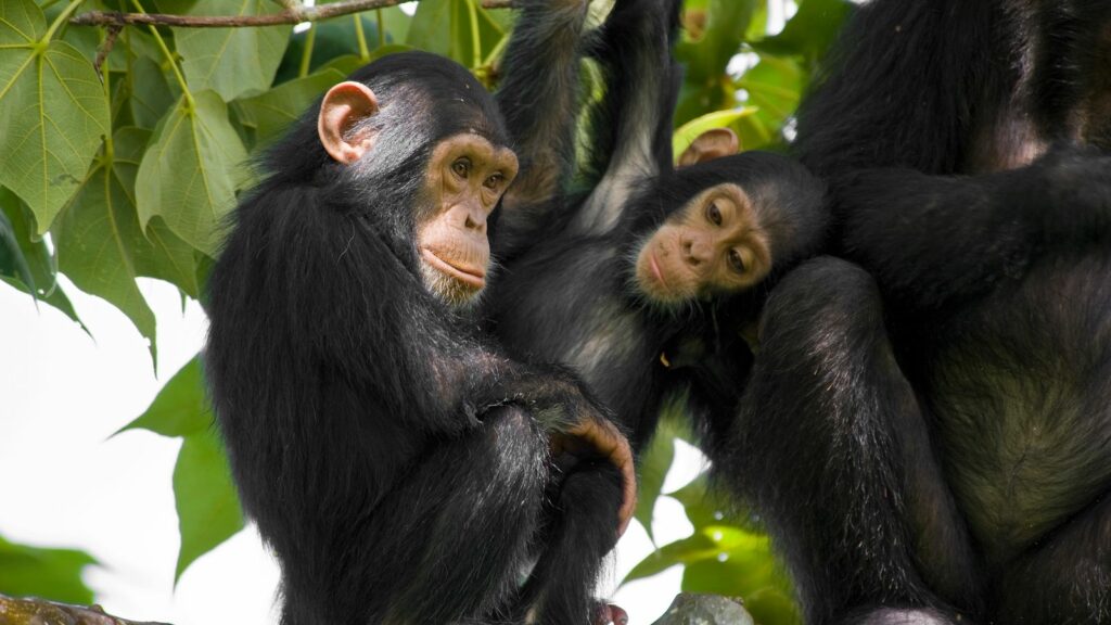 Two baby chimpanzees