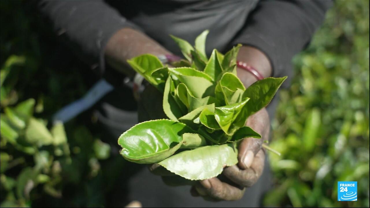 Sur les traces du thé sri lankais, des collines verdoyantes aux tasses du monde