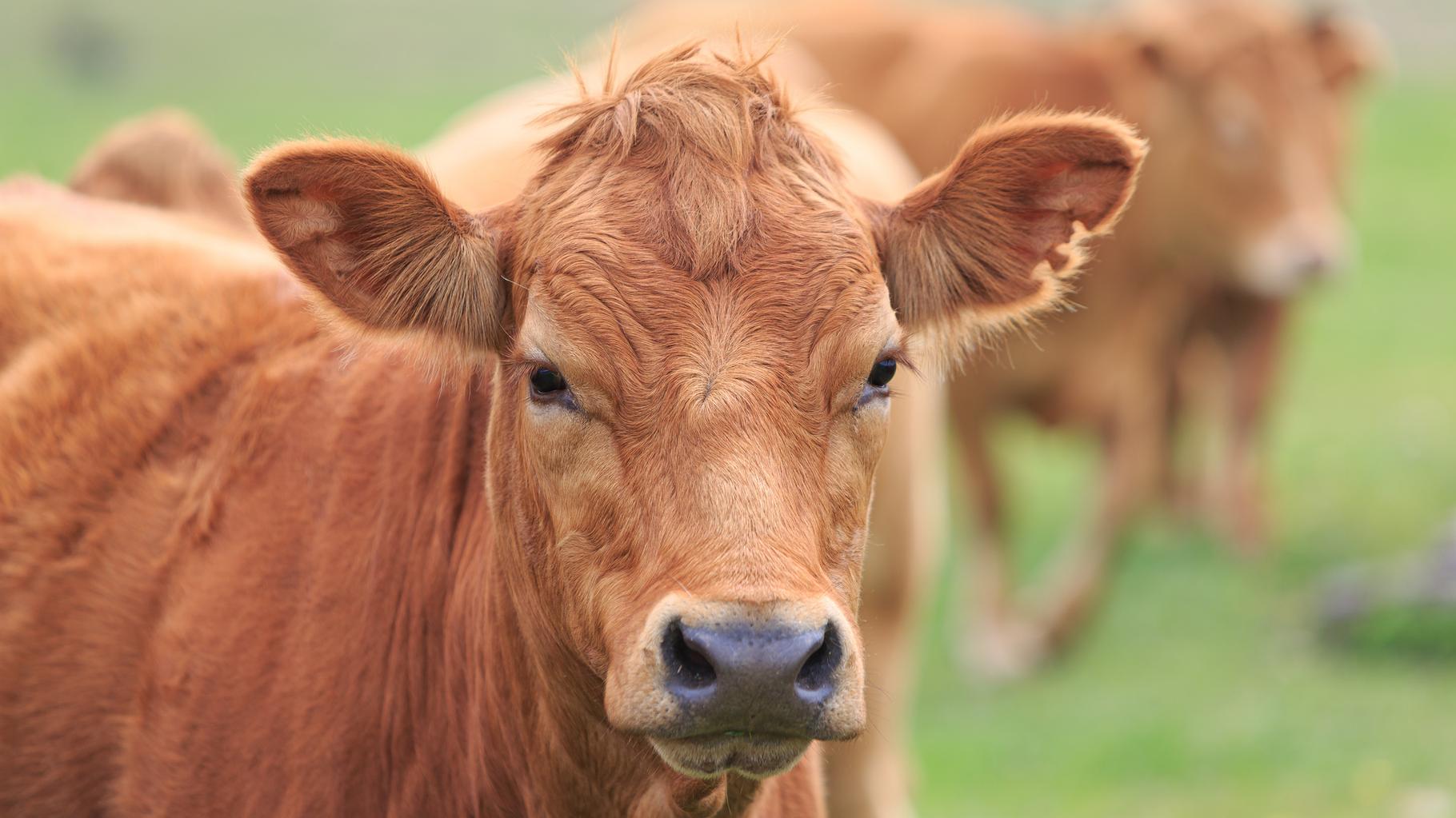 Attaques de loups dans le Doubs : des agriculteurs attachent un cadavre de génisse à une sous-préfecture