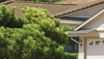 Il ne faut surtout pas toucher ou approcher cette petite bête - elle est de retour dans les jardins