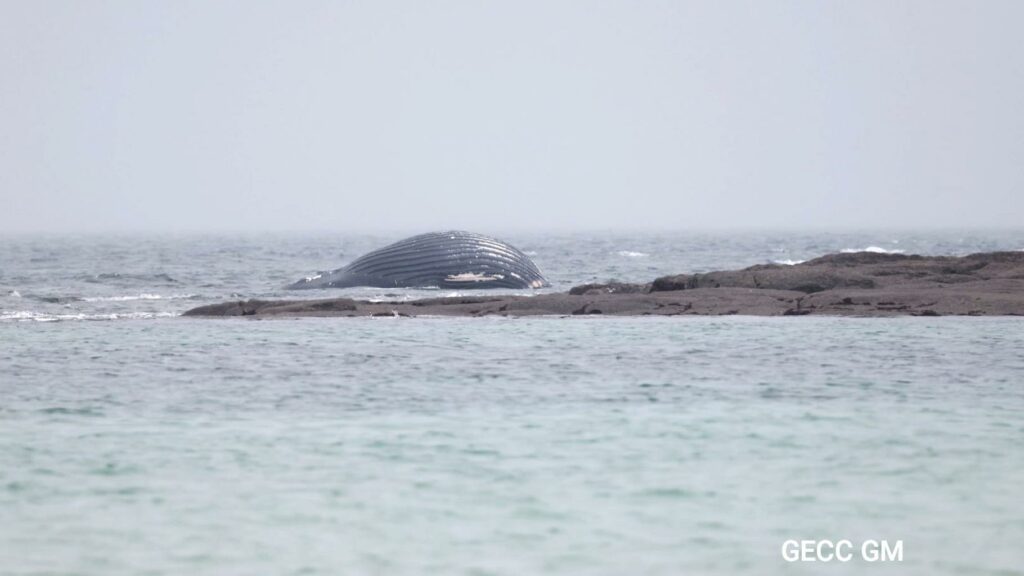 Dans la Manche, une baleine morte retrouvée échouée dans le Val de Saire