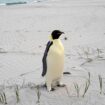 In this photo provided by the Department of Biodiversity, Conservation and Attractions, a male emperor penguin dubbed Gus, stands on a beach near Denmark, Australia, on Nov. 1, 2024, thousands of kilometers from its normal habitat on Antarctica. (DBCA via AP)