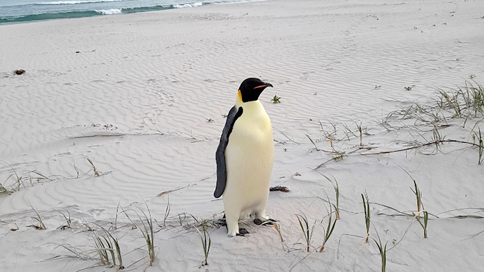 In this photo provided by the Department of Biodiversity, Conservation and Attractions, a male emperor penguin dubbed Gus, stands on a beach near Denmark, Australia, on Nov. 1, 2024, thousands of kilometers from its normal habitat on Antarctica. (DBCA via AP)