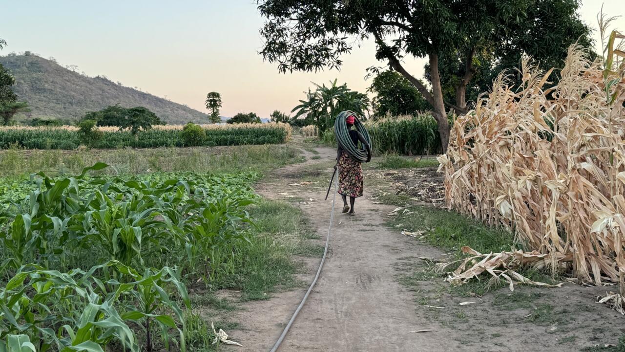 "Plus rien ne pousse" : au Malawi : manger, un combat quotidien dû au dérèglement climatique