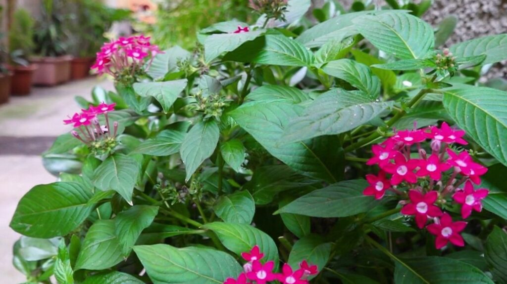 À Nice, un habitant fait fuir les dealers avec des pots de fleurs