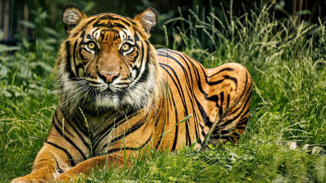 Louisiana governor slams 'woke people' against LSU having live tiger at football game