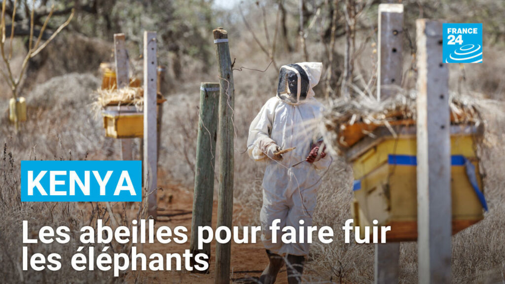 Kenya : les abeilles comme solution au conflit entre éléphants et êtres humains