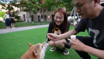 Chine : quand les animaux de compagnie prennent la place des enfants