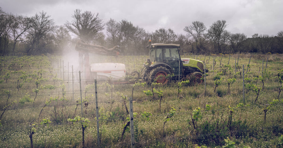 Réduction des pesticides : quatre associations contestent la légalité du plan Ecophyto 2030 devant le Conseil d’Etat