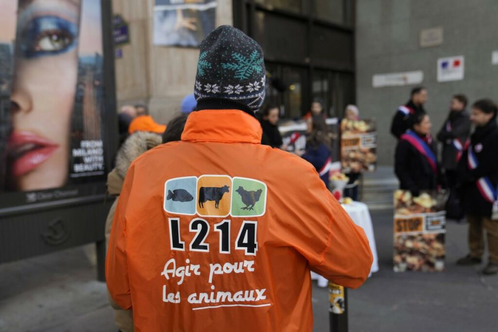 Un abattoir de Savoie suspendu après une plainte de L214 pour « actes de cruauté »