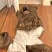 Insurance fraud arrests after 'person in bear costume' damages cars