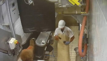 "Des animaux découpés encore vivants" : un abattoir de Savoie fournissant Super U, Intermarché et E.Leclerc ciblé par L214