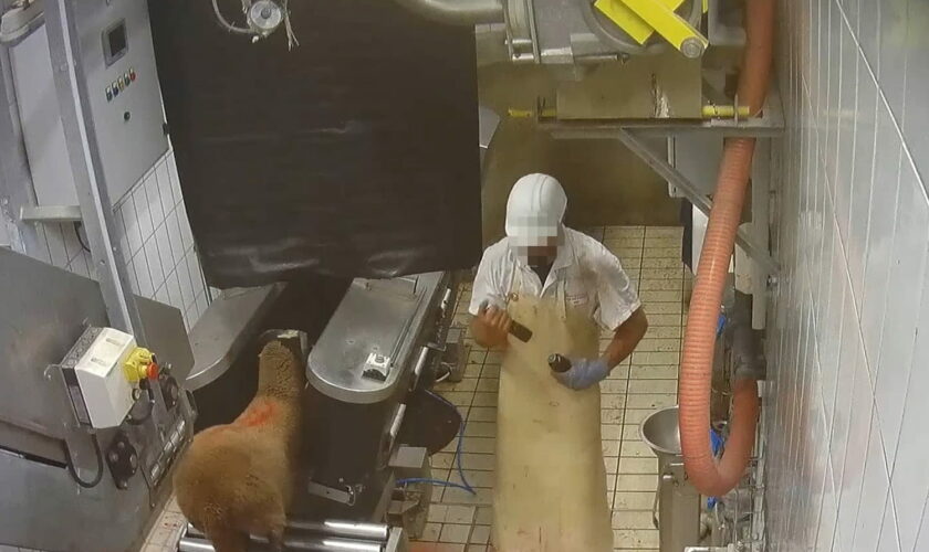 "Des animaux découpés encore vivants" : un abattoir de Savoie fournissant Super U, Intermarché et E.Leclerc ciblé par L214