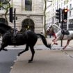 Update given on Injured Household Cavalry horse’s recovery after rampage through London