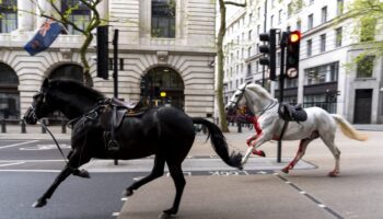 Update given on Injured Household Cavalry horse’s recovery after rampage through London