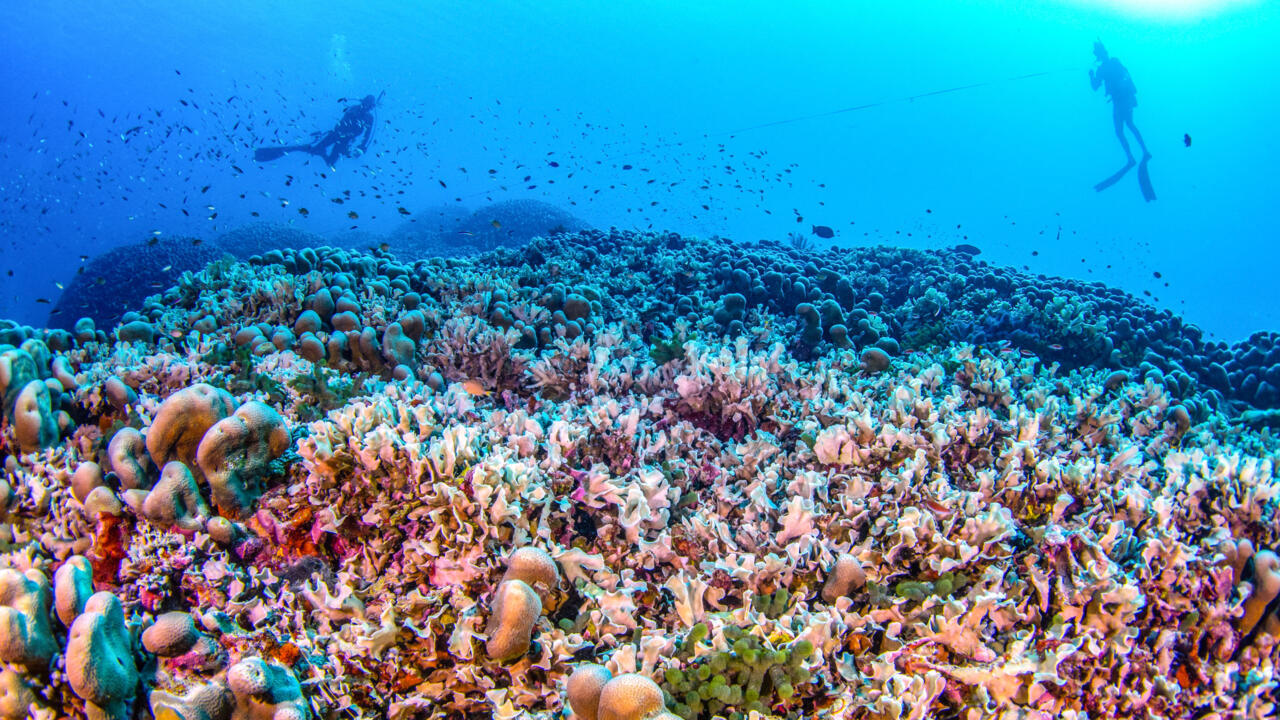 Des scientifiques découvrent le plus grand corail du monde près des îles Salomon