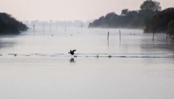 Le lac de Grand-Lieu, une réserve ultra-protégée et pourtant menacée