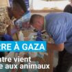 Gaza : un centre vient en aide aux animaux menacés par la guerre