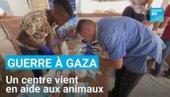 Gaza : un centre vient en aide aux animaux menacés par la guerre