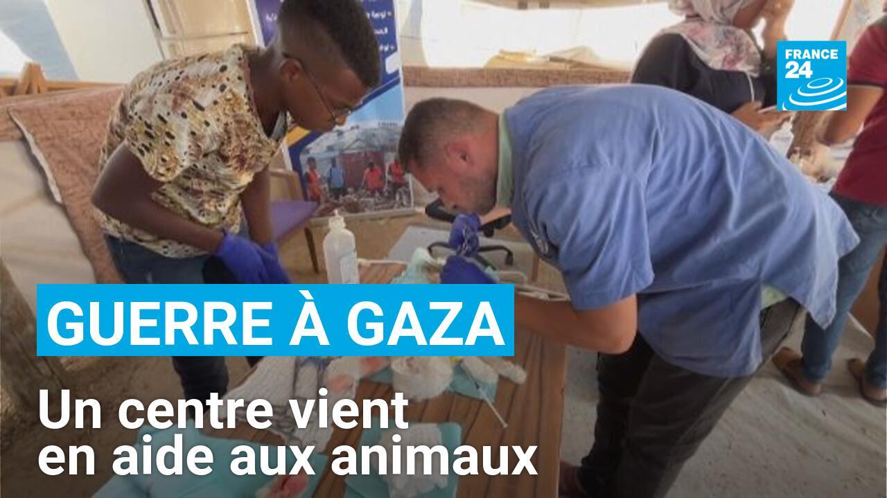 Gaza : un centre vient en aide aux animaux menacés par la guerre