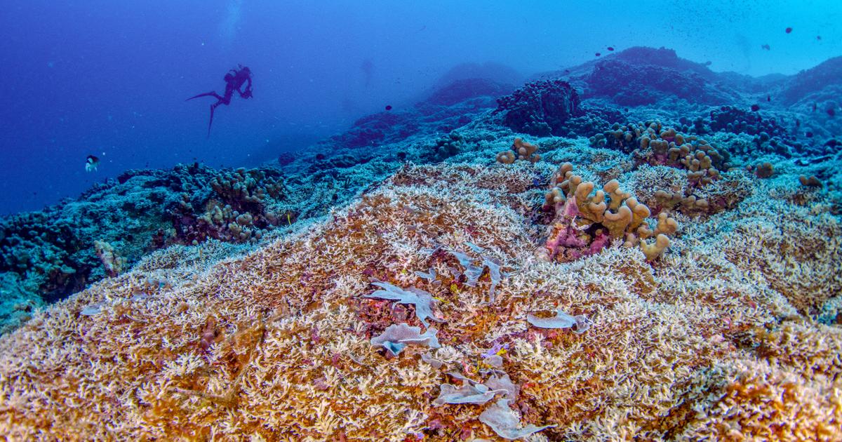 “Plus grand qu’une baleine bleue”, le plus gros corail du monde observé par des scientifiques