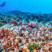 «Une lueur d’espoir» : le plus grand corail du monde découvert aux îles Salomon dans le Pacifique