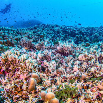 «Une lueur d’espoir» : le plus grand corail du monde découvert aux îles Salomon dans le Pacifique