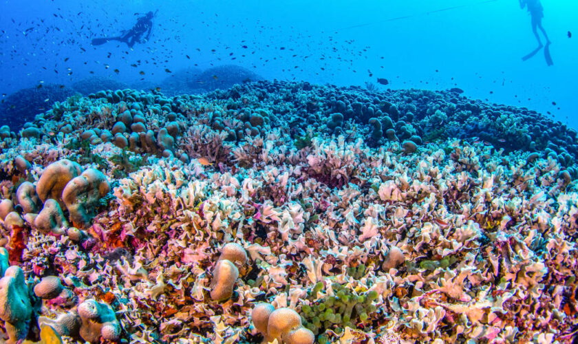 «Une lueur d’espoir» : le plus grand corail du monde découvert aux îles Salomon dans le Pacifique