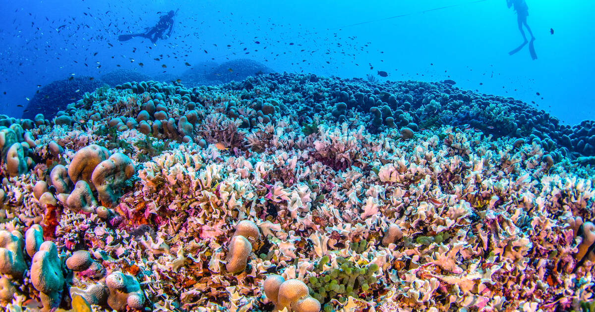 «Une lueur d’espoir» : le plus grand corail du monde découvert aux îles Salomon dans le Pacifique