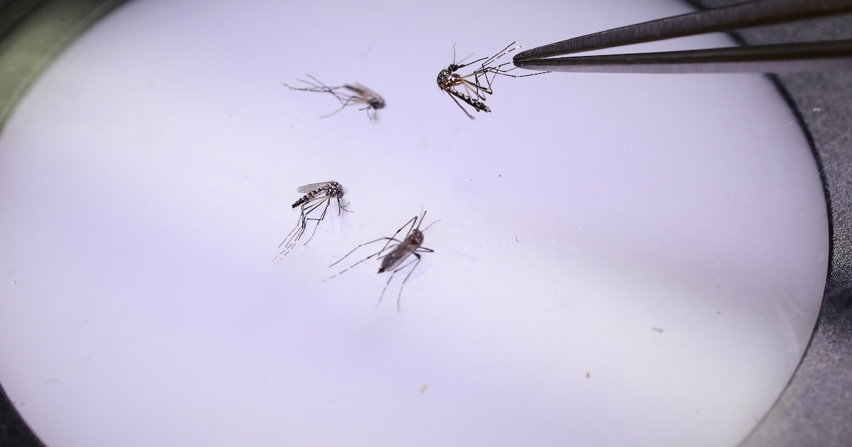 La Guadeloupe est passée "en phase épidémique pour la dengue" avec un sérotype rare qui pourrait provoquer "un nombre élevé de cas", selon un communiqué officiel