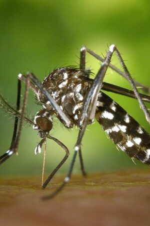 Dengue : la Guadeloupe placée en phase épidémique, les autorités craignent "un nombre élevé de cas"