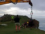 Firefighters need crane to rescue stricken cow - after the bungling bovine survives falling 100ft off a CLIFF