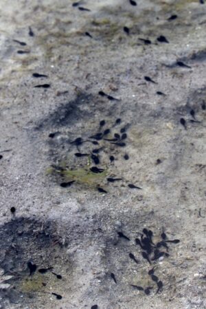 Scientists in Argentina unearth oldest tadpole fossil ever discovered