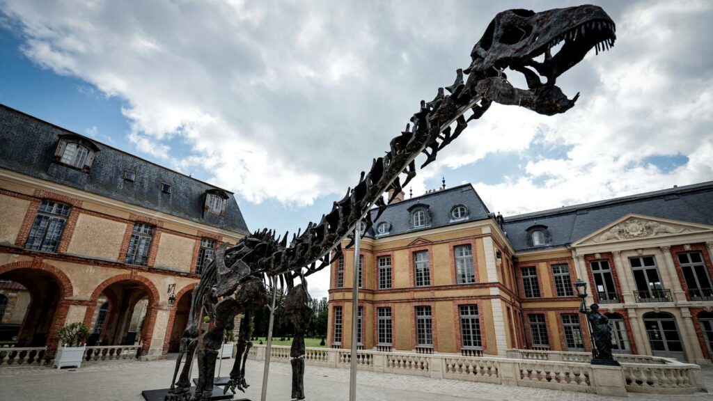 « Vulcain », le plus grand dinosaure jamais présenté aux enchères, s’est vendu à plusieurs millions d’euros