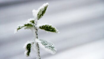 Avec le retour de la neige et du froid, la météo de cette semaine s’annonce hivernale