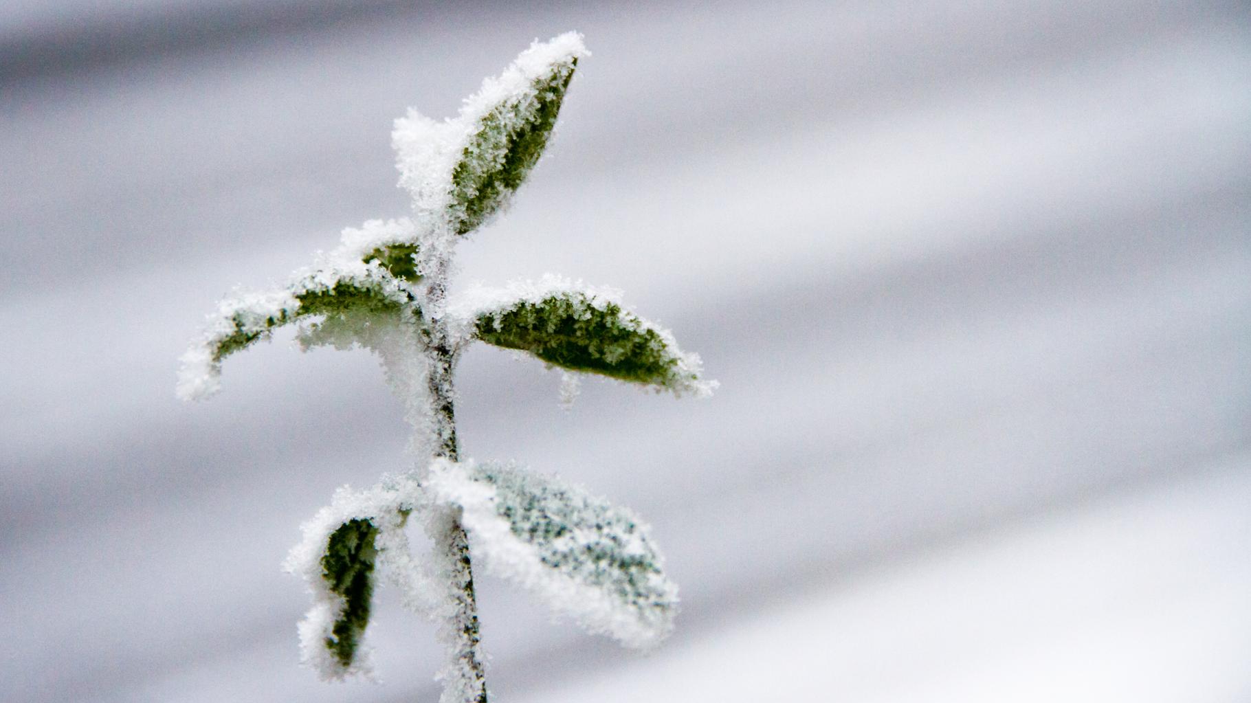 Avec le retour de la neige et du froid, la météo de cette semaine s’annonce hivernale