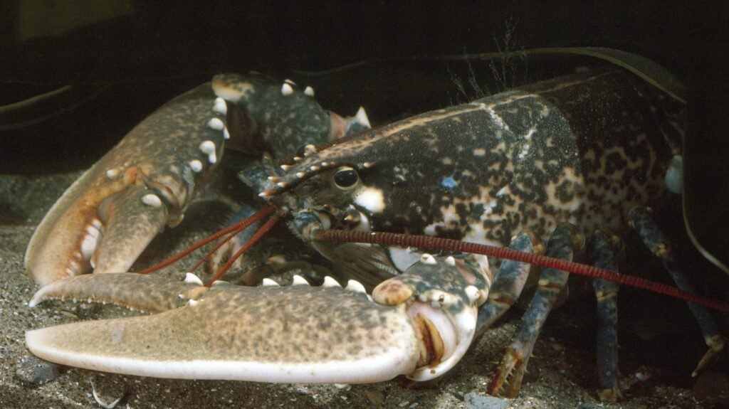 Un homard d'or, très rare, pêché cet été par une famille sur l'île d'Ouessant dans le Finistère, va être étudié aux Etats-Unis