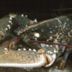 Un homard d'or, très rare, pêché cet été par une famille sur l'île d'Ouessant dans le Finistère, va être étudié aux Etats-Unis