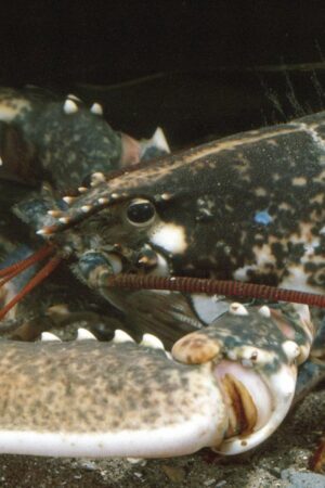 Un homard d'or, très rare, pêché cet été par une famille sur l'île d'Ouessant dans le Finistère, va être étudié aux Etats-Unis