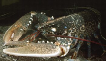 Un homard d'or, très rare, pêché cet été par une famille sur l'île d'Ouessant dans le Finistère, va être étudié aux Etats-Unis