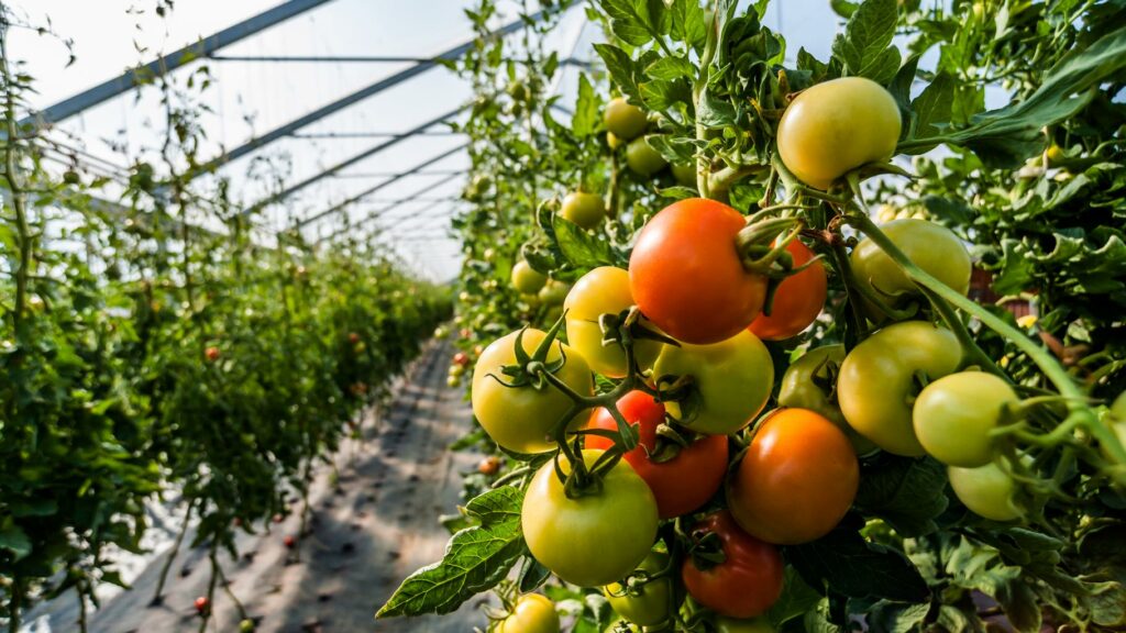 Agriculteurs et militants écolos manifestent contre un projet de serres géantes pour tomates en Normandie